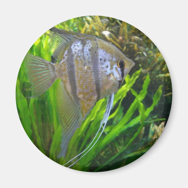 Angel Fish Magnet (Vorne)