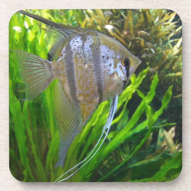 Angel Fish Untersetzer (Vorderseite)