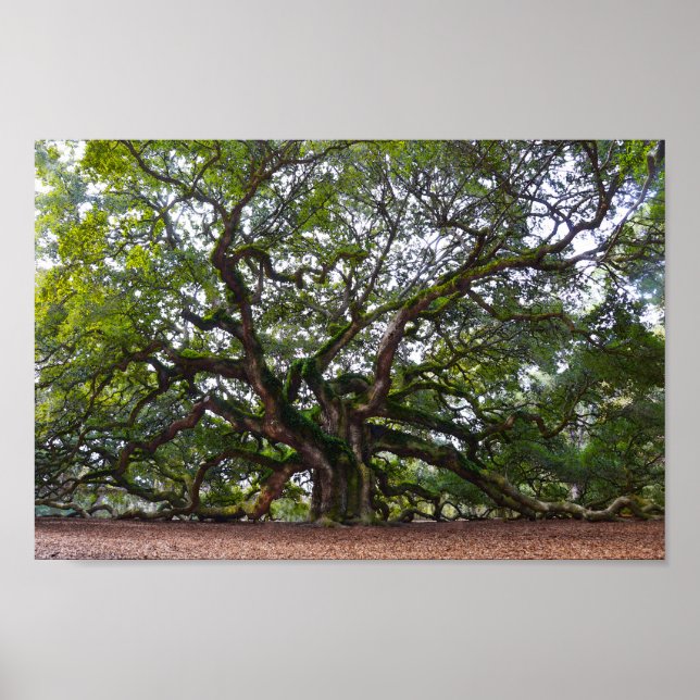 Angel Oak auf Johns Island, South Carolina Poster (Vorne)