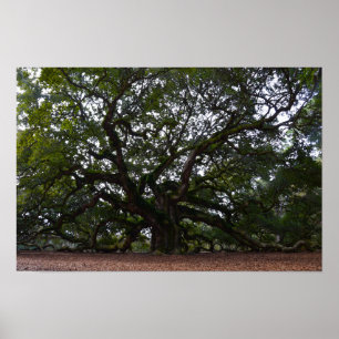 Angel Oak auf Johns Island, South Carolina Poster