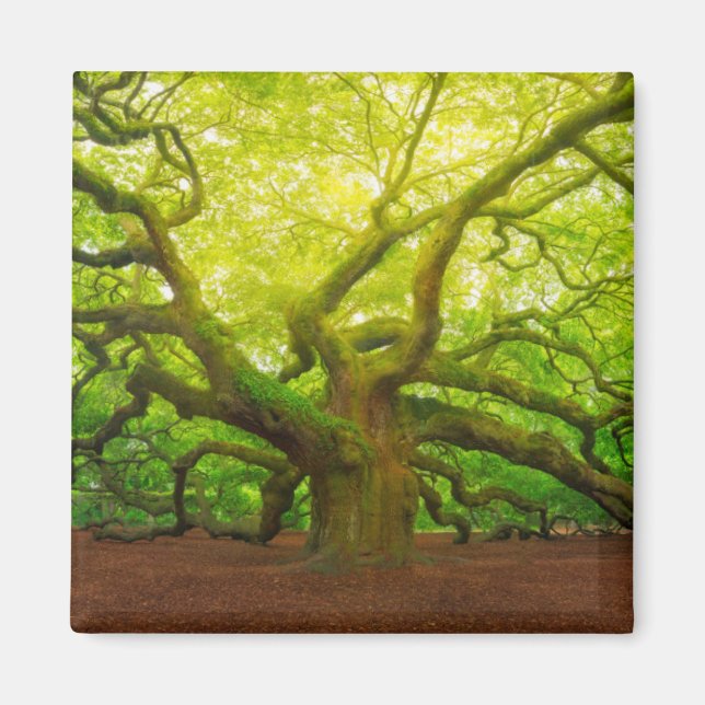 Angel Oak Magnet (Vorne)