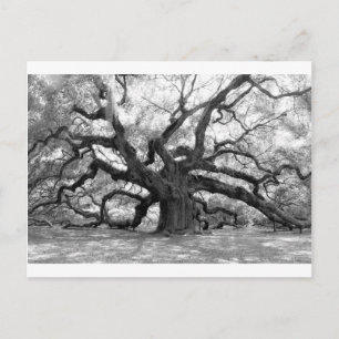 Angel Oak Postkarte
