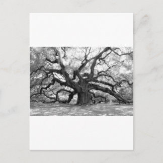 Angel Oak Postkarte