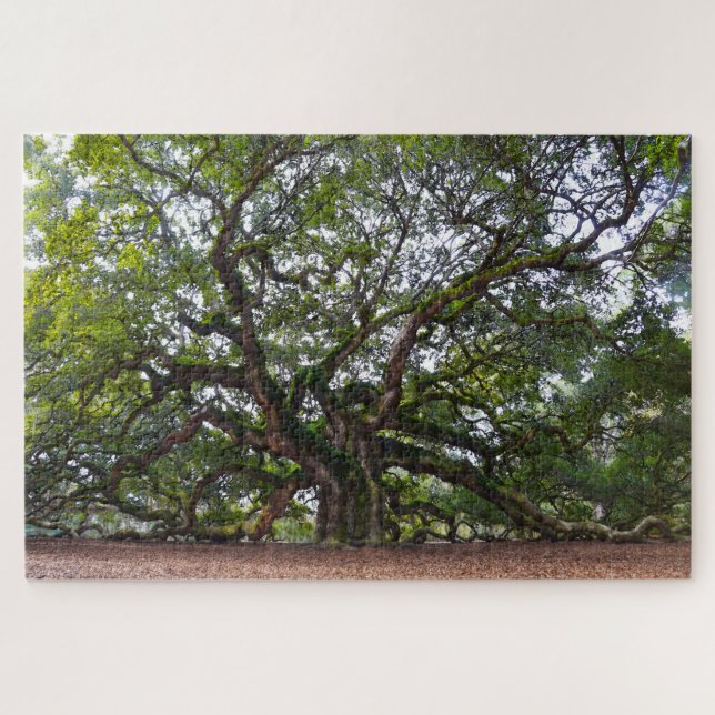 Angel Oak, South Carolina (Horizontal)