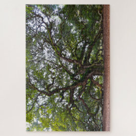 Angel Oak, South Carolina