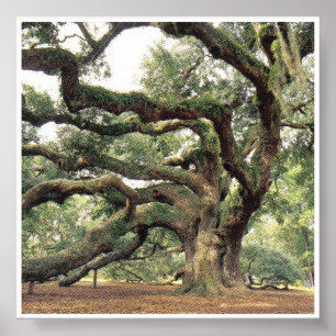 Angel Oak Tree 1.000 Jahre alt Poster