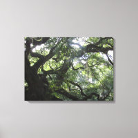 Angel Oak Tree Canvas Print