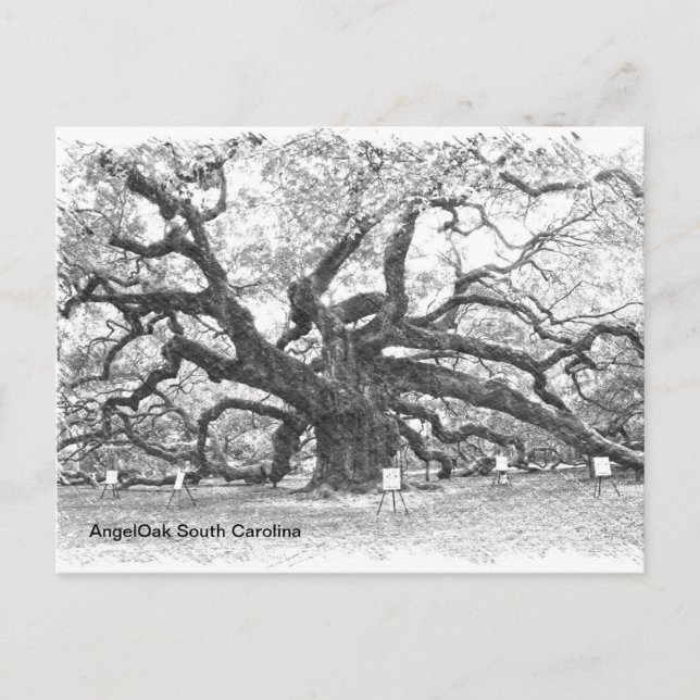 Angel Oak Tree Postkarte (Vorderseite)