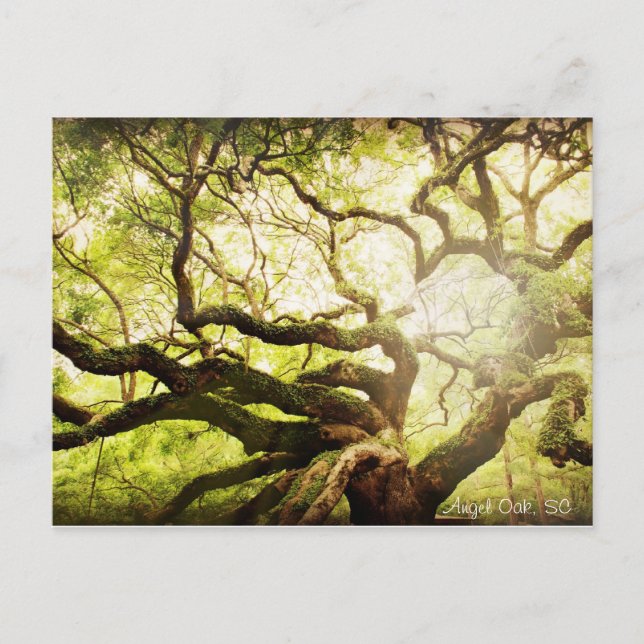 Angel Oak Tree Postkarte (Vorderseite)