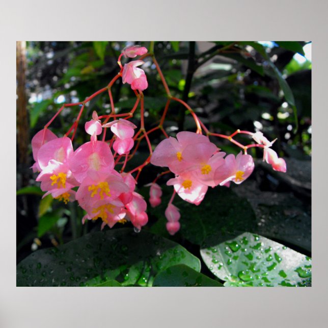 Angel Wing Begonias Poster (Vorne)