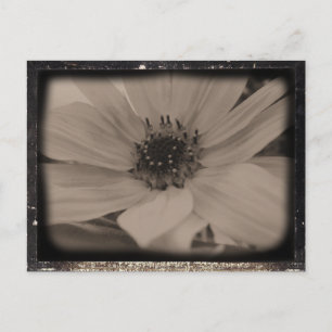 Angeled Sunflower Vintag Look Postkarte