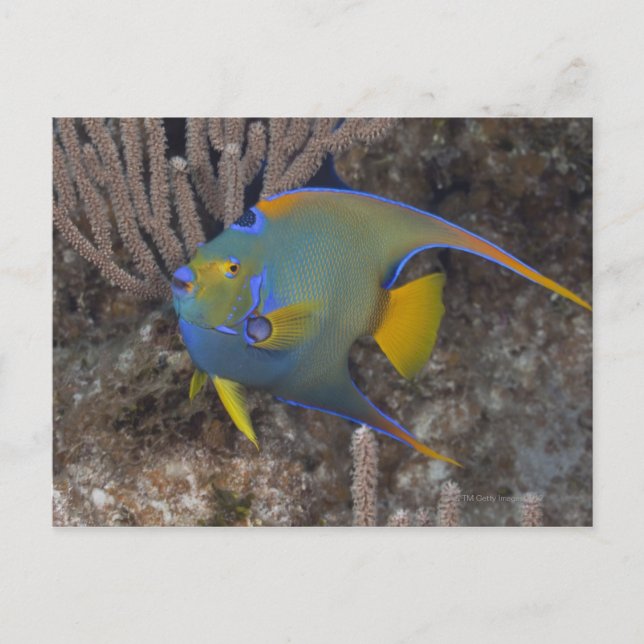 Angelfische (Holacanthus ciliaris) schwimmen Postkarte (Vorderseite)