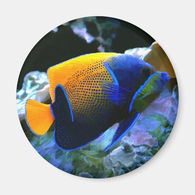 Angelfischmagnet Magnet (Vorne)