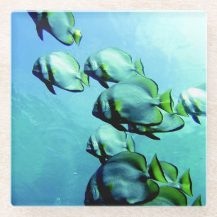 Angelfish Clear Blue Water Glasuntersetzer