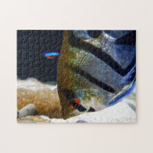 Angelfish Fish Keepers Süßwasser Aquarium