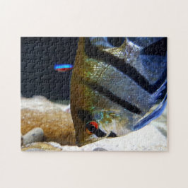 Angelfish Fish Keepers Süßwasser Aquarium