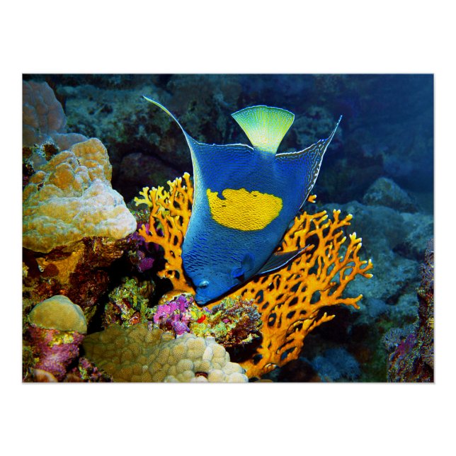 Angelfish malerisch vor der Koralle, Rotes Meer | Poster (Vorderseite)