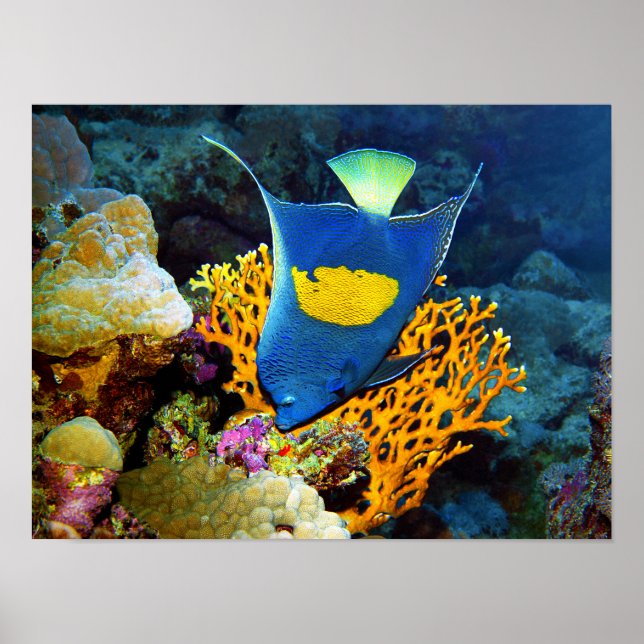 Angelfish malerisch vor der Koralle, Rotes Meer | Poster (Vorne)