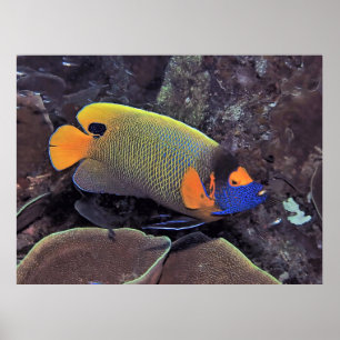 Angelfish Poster