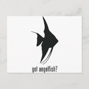 Angelfish Postkarte