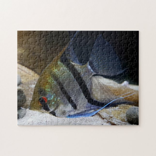 Angelfish Tropischer Fischhalter (Horizontal)