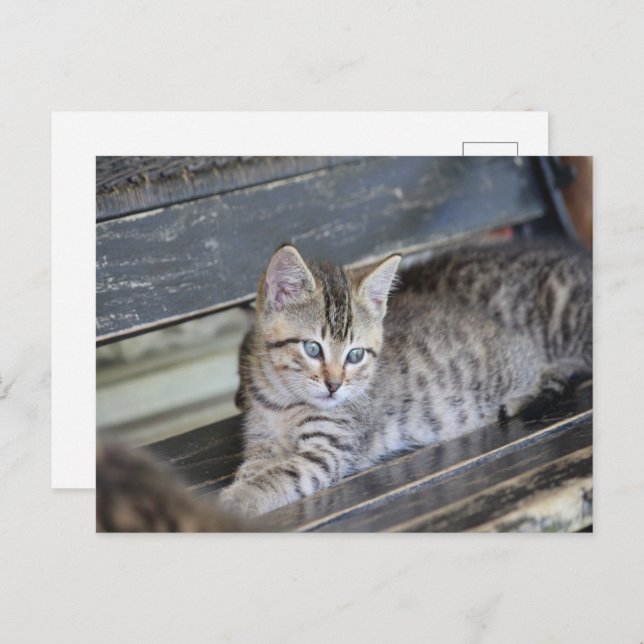 Angelic Kitten Postkarte (Vorne/Hinten)