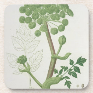 Angelika Archangelica von 'Phytographie Medicale Untersetzer