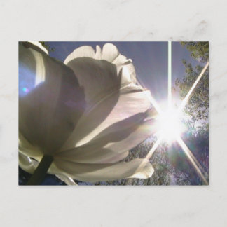 angelique Tulpe Postkarte