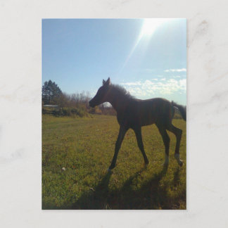 AngelsPhlyby Nite Postkarte