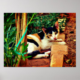 Angenehme Katze Poster