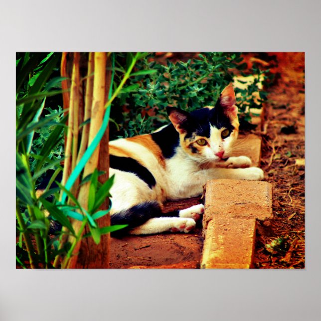 Angenehme Katze Poster (Vorne)