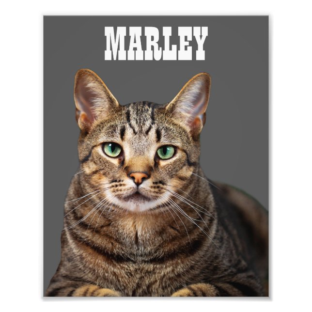 Angepasste und Personalisierte Hauskatze Fotodruck (Vorne)