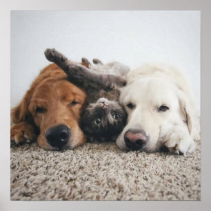 Angepasste zwei Labradore und ein Katzenposter Poster