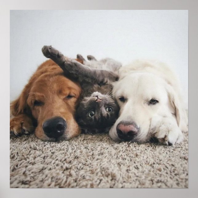 Angepasste zwei Labradore und ein Katzenposter Poster (Vorne)