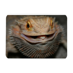 Angepasster Bartdrache Magnet