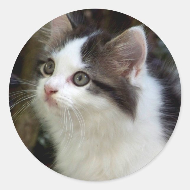 Anges Avec Stickers Whiskers (chaton) (Devant)