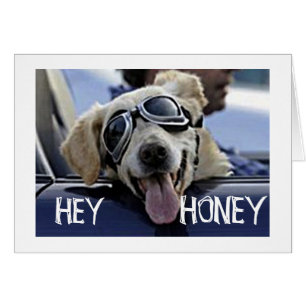 ANGESAGT HUND SAGT: "HEY HONEY WERDEN SIE MEIN VAL