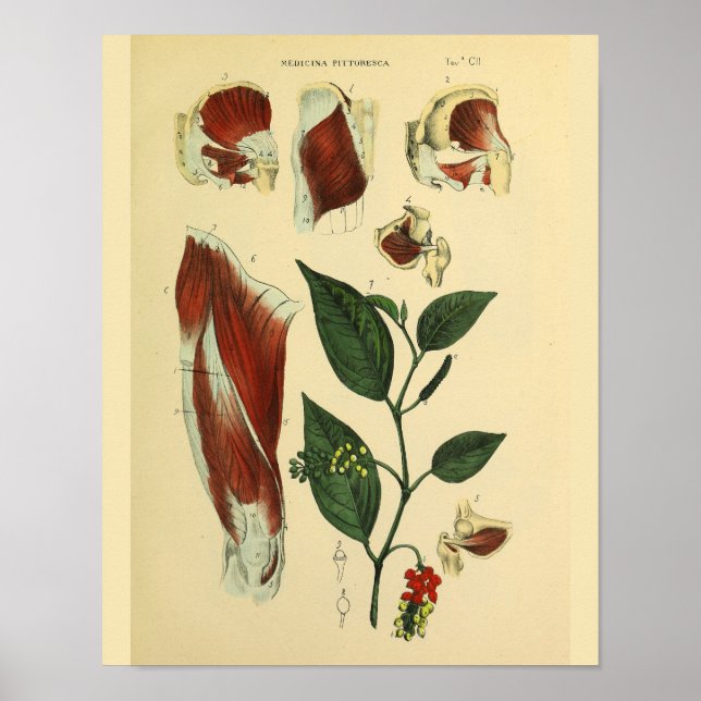Angesagte Oberschenkelmuskeln Anatomie Kunst druck Poster (Vorne)
