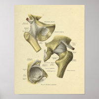 Angesagte Pelvis Joint Anatomy Bones Print