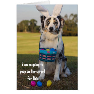 Angezogener Hund Osterhase Australischer Schäferhu