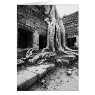Angkor Cambodge, Ta Prohm Tree