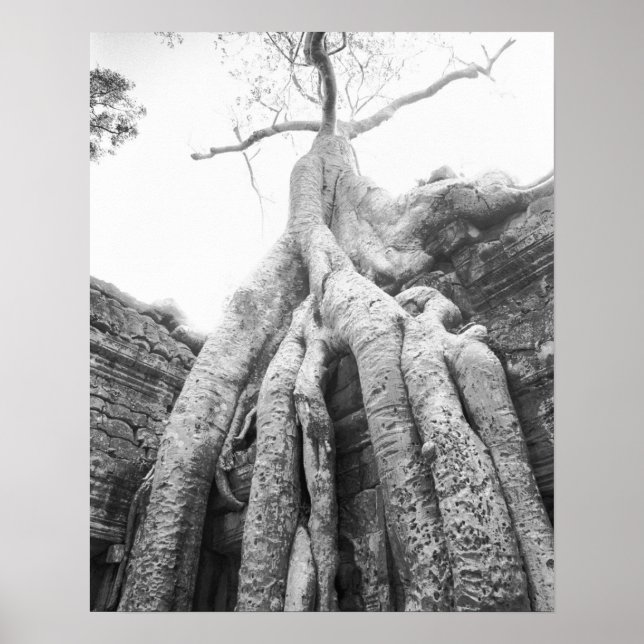 Angkor Kambodscha, Baum Ta Prohm Poster (Vorne)