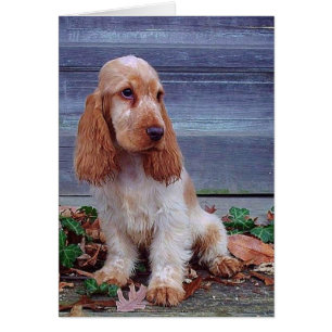 Anglais Cocker Spaniel