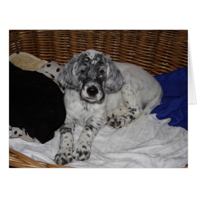Anglais Setter Puppy (Devant horizontal)