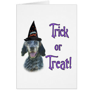 Anglais Setter Trick