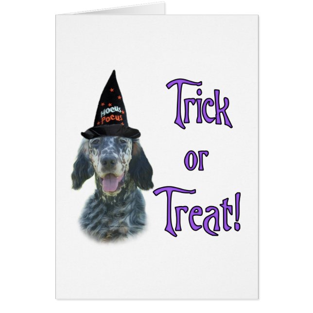 Anglais Setter Trick (Devant)