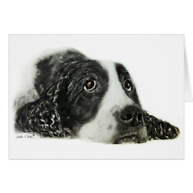 Anglais Springer Spaniel (Devant horizontal)