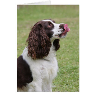 Anglais Springer Spaniel Licking Nose