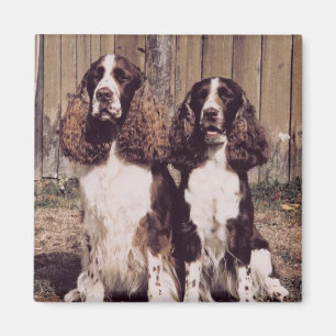 Anglais Springer Spaniel Magnet
