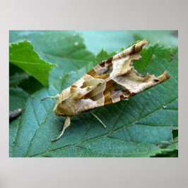 Angle Shades Moth Poster